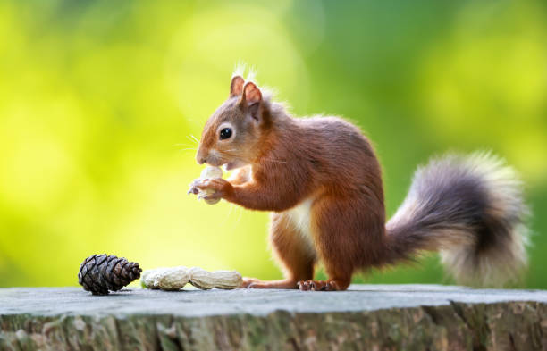 istock Portrait of a cute red squirrel eating peanuts on a tree stump 2168835287