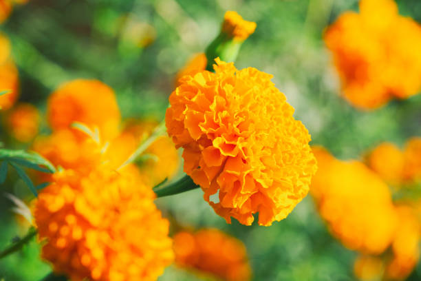 istock orange blooming marigold flowers on blurred green background 2168838148
