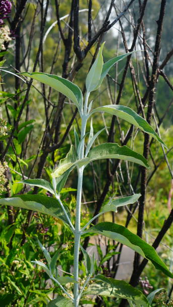 istock Buddleja nivea plant in the forest 2168838515