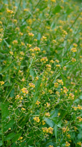 istock Rorippa palustris flower in close-up shot 2168838967