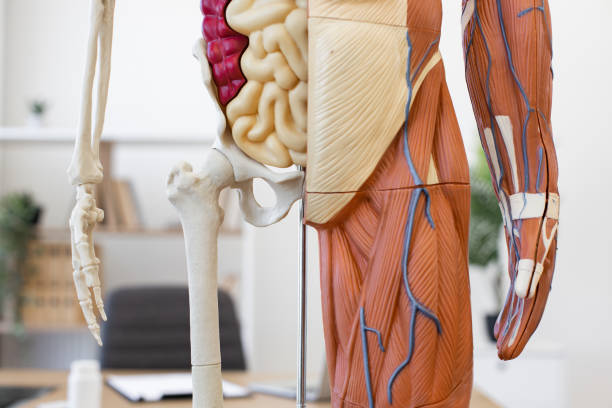 Human anatomy model showing bones, organs, muscles, and veins