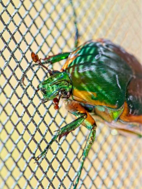 istock A Green June Beetle hangs on to a screen 2168839955
