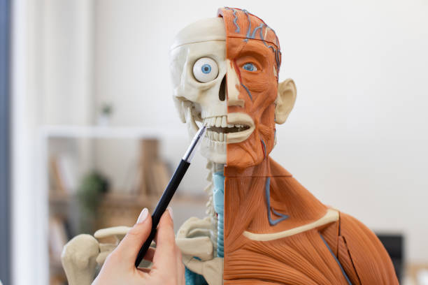 istock Educational anatomical model showing human skeleton and muscles 2168841734