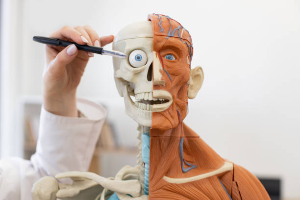 istock Human anatomy model with half skeleton and half muscle structure 2168841740
