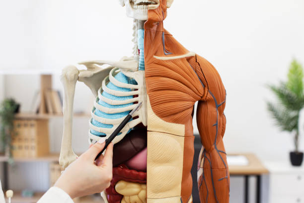istock Medical professional pointing at human anatomy model 2168841743