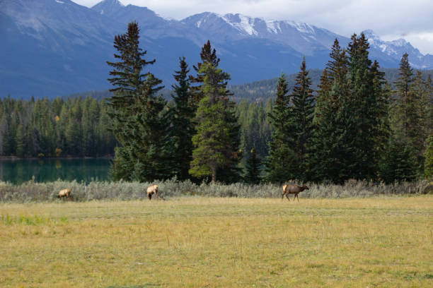 istock Group of moose in Jasper, Canada 2168841889