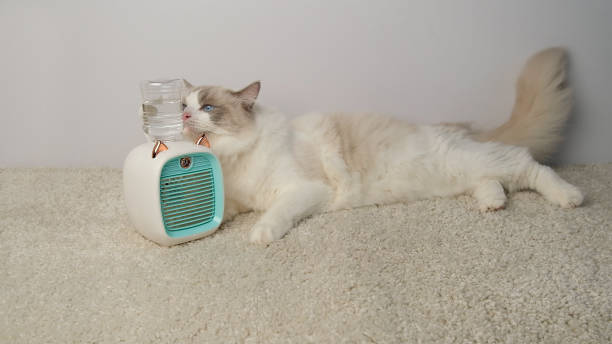 istock Cat lying in front of a electric fan. 2168842940