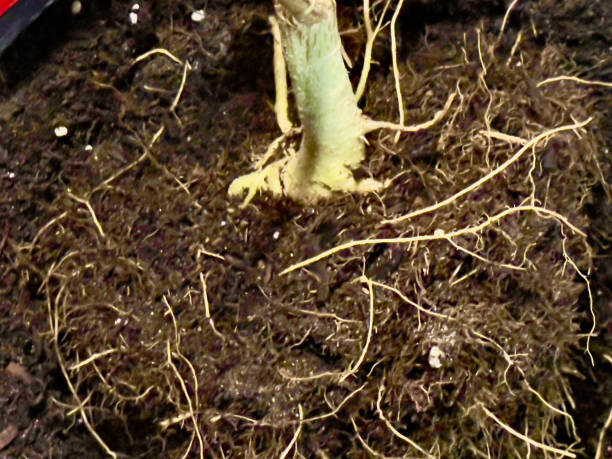 istock Healthy Plant Roots 2168846726