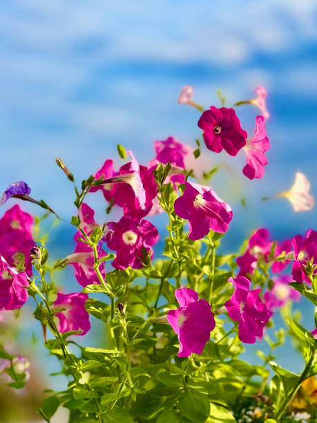 Colorful Petunias with blue sky background