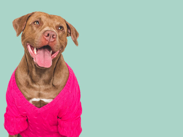istock Cute dog and stylish jumper. Isolated background 2168849455