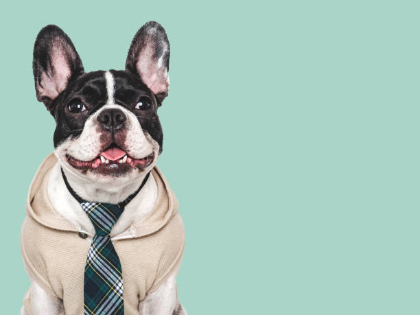 istock Cute puppy and stylish tie. Studio shot 2168849471