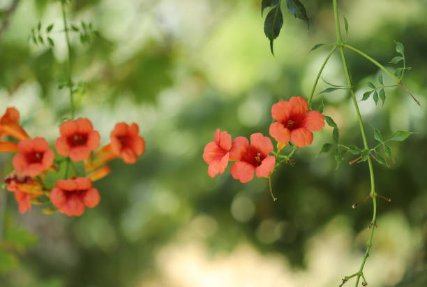 Chinese trumpet creeper flower (Campis grandiflora)