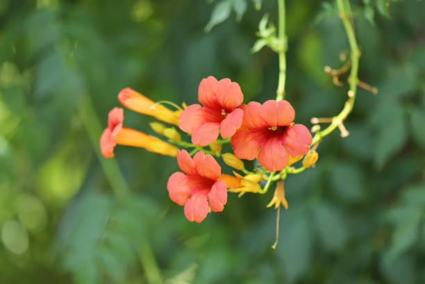 Chinese trumpet creeper flower (Campis grandiflora)
