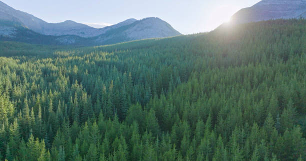 Aerial view of forest and mountains