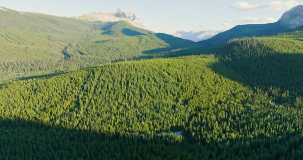 Aerial view of forest and mountains, Crowsnest Pass, Alberta