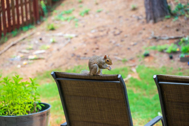 istock A cute squirrel is chilling in nice weather 2168850740
