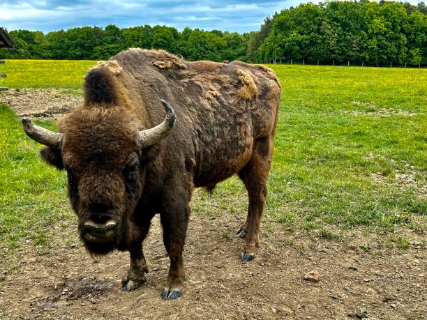 istock Buffalo in a reservation in Hungary 2168852606