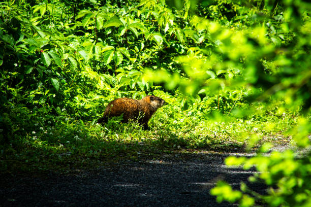 A groundhog sitting in the middle of an asphalt road.