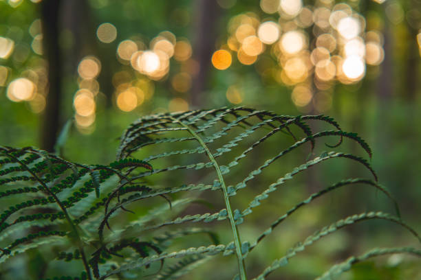 macro scale green forest ferns on blurred forest background. bokeh blurred background with sun rays. details of the forest in late summer and autumn.