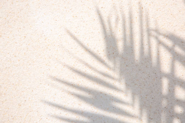 istock Palm leaves shadow over sand background 2168854233
