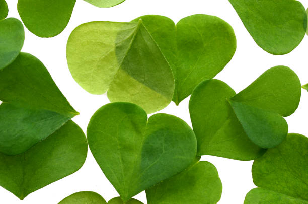 Leaves of shamrock collection background