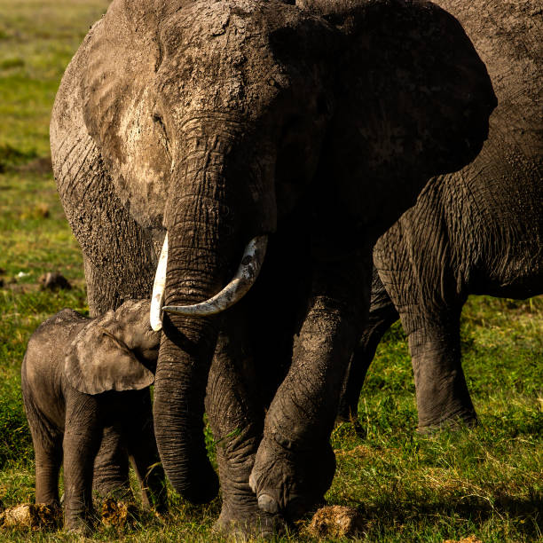 A baby elephant is nursing from its mother in the wild