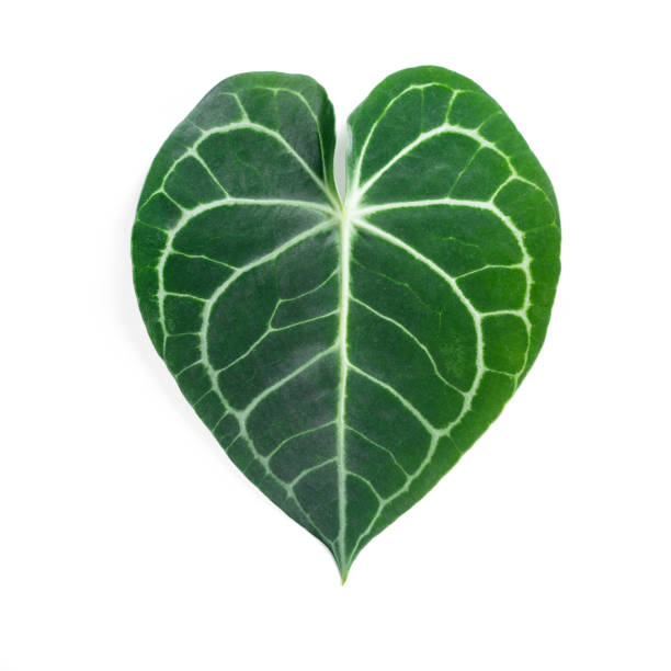 Anthurium Clarinervium leaf close-up against isolated white backdrop. Ideal for use in nature-focused content, plant care visuals, and eco-friendly lifestyle imagery