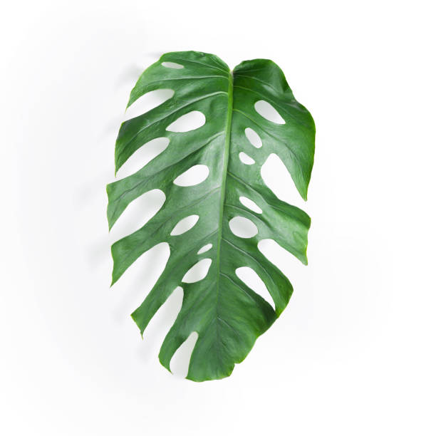 istock Monstera Dubia (Matured form) leaf close-up against isolated white backdrop. Ideal for use in nature-focused content, plant care visuals, and eco-friendly lifestyle imagery 2168856034