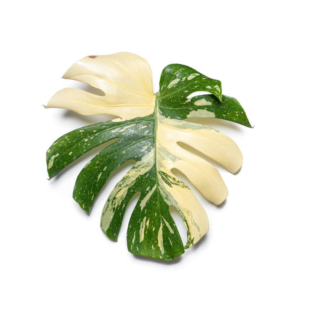 Monstera Thai Constellation Variegated leaf close-up against isolated white backdrop. Ideal for use in nature-focused content, plant care visuals, and eco-friendly lifestyle imagery