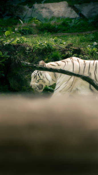 istock the whitest of tigers 2168858916