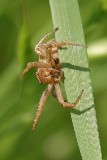 istock Xysticus sp. 2168860398