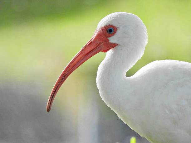 istock White Ibis (Eudocimus albus) - in breeding  plumage 2168860828