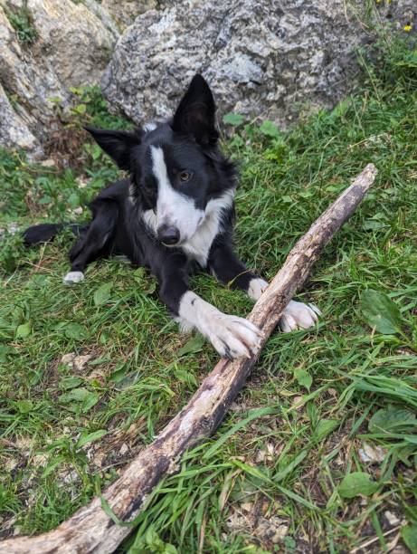 istock Border Collie Dog Playing Outdoor 2168862191