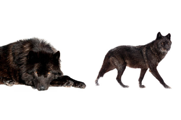 canadian wolf  filmed in a zoo in their natural habitat isolated on white background