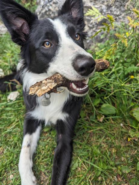 istock Border Collie Dog Playing Outdoor 2168862243