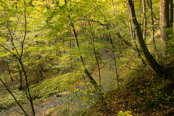 istock small river in the autumn forest 2168863004