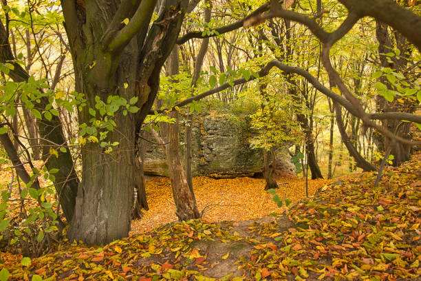 Autumn forest with yellowed trees and fallen leaves. Rock in the autumn forest