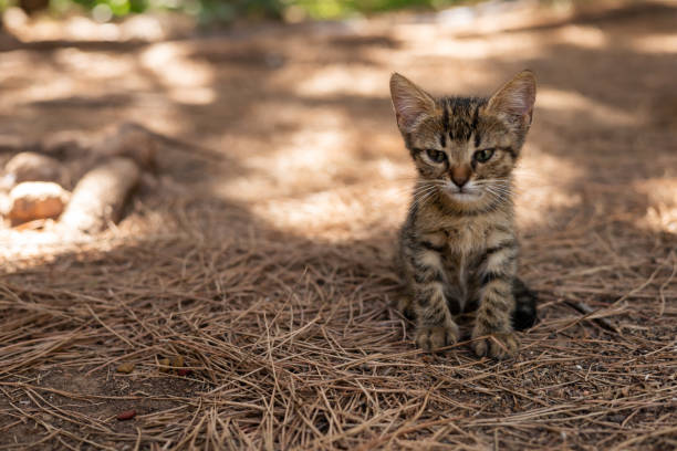 A small cute sad tangled brown stray kitten walking in public park of Antalya, little homeless cat, pet-friendly place, problem of overpopulation of homeless animals in Turkey
