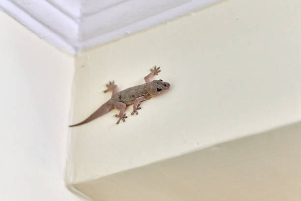 Small nimble gecko crawls on wall inside house, delicate feet of cute lizard navigating vertical surface with remarkable agility, charming scene of reptilian guest in domestic setting