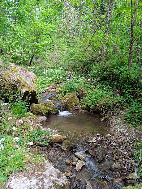 istock stream of a brook or a creek 2168868918