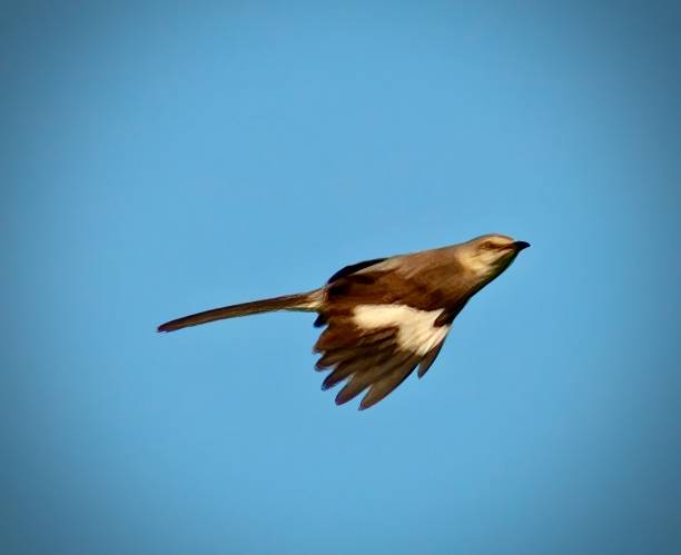 istock Mockingbird Zooming Past 2168870173
