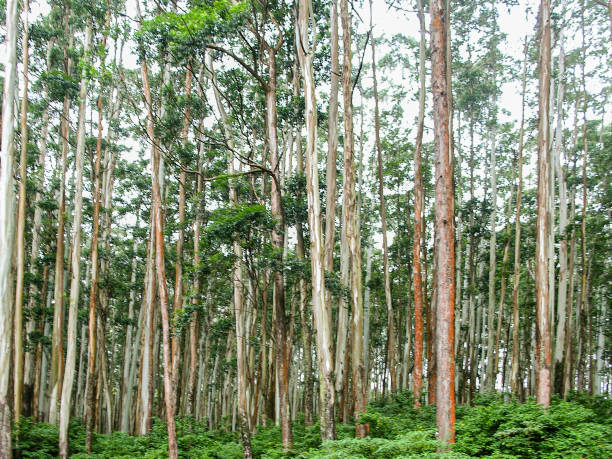 istock Eucalyptus forest at Ooty, India 2168871619