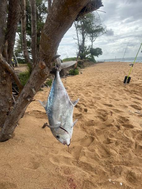 istock Fresh Catch, Kauai HI 2168875640