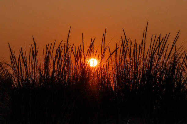 istock Sunrise through beach grass on the shore 2168876680