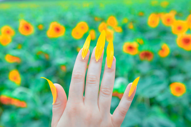 Hand with yellow fingernail made by petals. Yellow nails stands amidst vibrant sunflowers