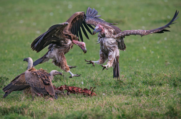 istock Vultures' Fierce Battle for Survival 2168876812
