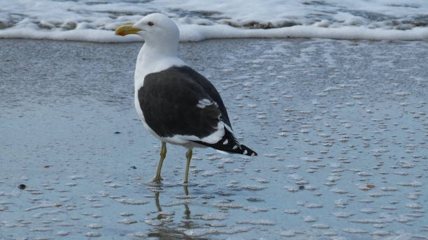 istock Large gull by the water. 2168876879