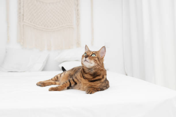 istock Cute Bengal cat lying in bed. Cozy home background with funny pet. 2168879355