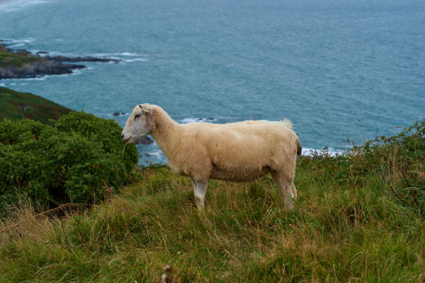 lamb in the pasture, Woolacombe, UK, England