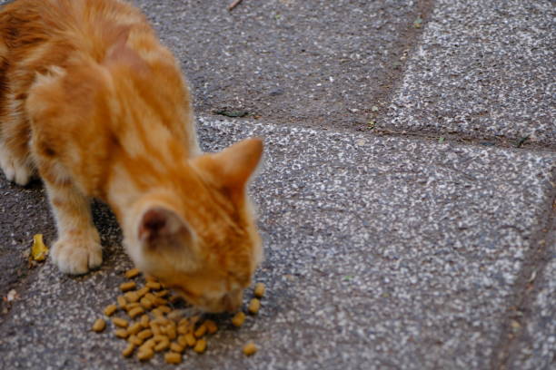 Close-up footage of a yellow stray kitten eating food. Stray stray animals.